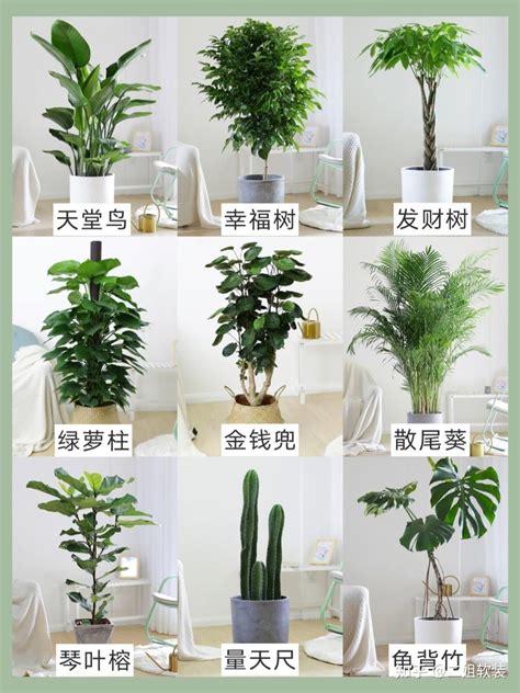 多内植物|20种适合养在室内的家居绿植，让你的家美美的！